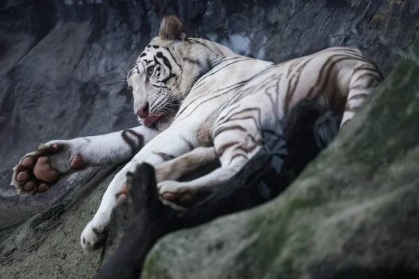 Close White Tiger Sleep Rest Rock Mountain — Stock Photo, Image