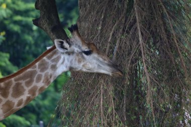 Close up  head giraffe in the garden