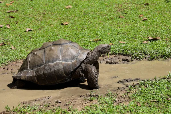 Gaint Turtle Stay Nature Garden — Stock Fotó