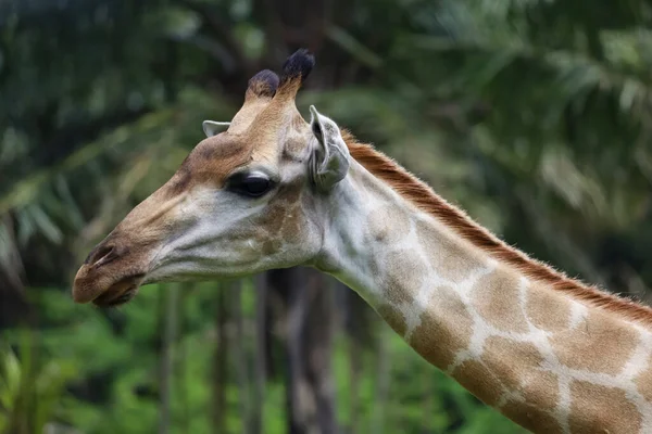 Close Head Giraffe Garden — Fotografia de Stock