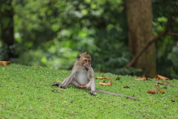 Baby Monkey Sitdown Grass Garden Front Forest — Stockfoto