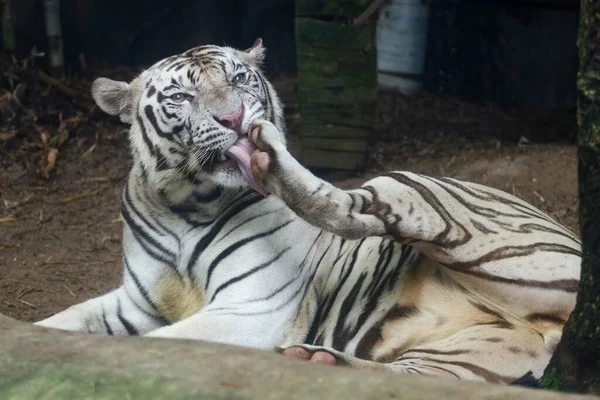 Close White Tiger Sit Rest Floor — Zdjęcie stockowe