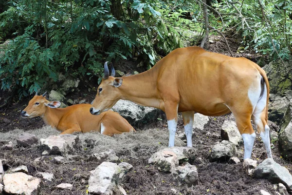 Female Baby Red Cow Nature Garden — Stock Photo, Image