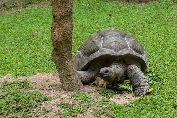 Gaint Turtle Stay Nature Garden — 图库照片