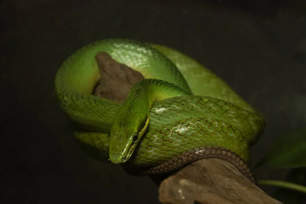 Green Snake Wood Strick Dangerous People — Fotografia de Stock