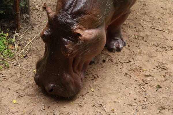 Close Head Big Hippopotamus Garden — Stock fotografie