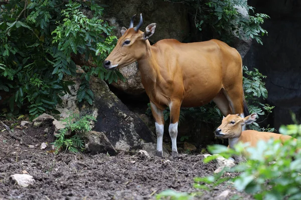 Vache Rouge Femelle Bébé Dans Jardin Naturel — Photo