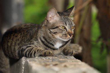 Close up gray cat house is want to sleep on the old wall near the garden 