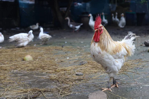 White Betong Chickken Vistelse Asia Gård Trädgård Efter Regnig Dag — Stockfoto