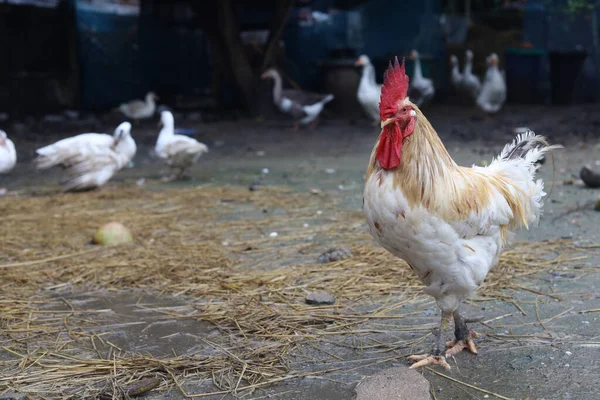 White Betong Chickken is stay in asia farm garden after rainny day