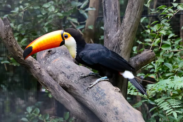 Toco Toucan Pták Dřevě Strom Zoologii — Stock fotografie