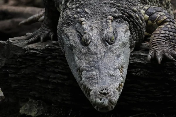 Gros Plan Crocodile Est Sommeil Repos Dans Jardin — Photo