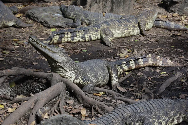 Närbild Krokodil Sömn Och Vila Trädgården — Stockfoto