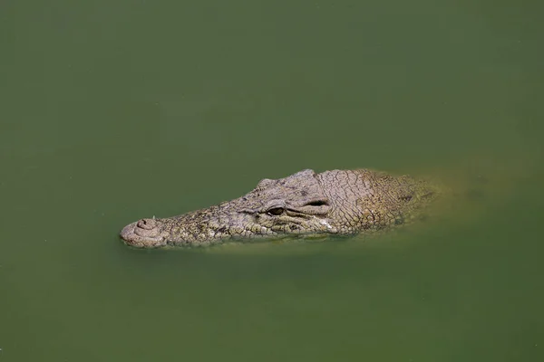 Close up big head crocodile is show head in river