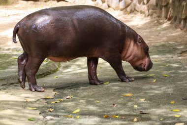 Dwarf hippopotamus in the garden 