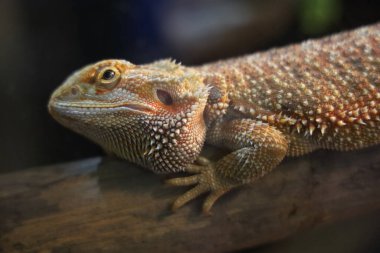 Kapat kafanı Tayland 'da Boynuzlu Kertenkele