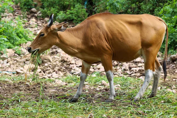The female red cow in nature garden