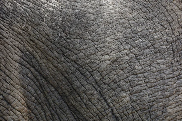 Close Elephant Skin Big Wildlift Animal Texture Pattern Skin — Stock Photo, Image