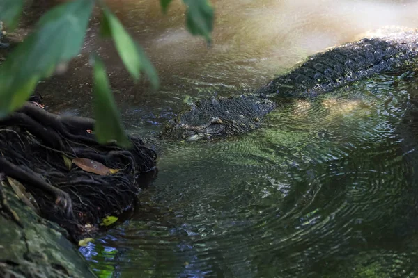 Close Cabeça Crocodilo Mostrar Cabeça Rio — Fotografia de Stock