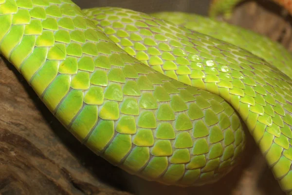 Close Green Snake Skin Garden Snake Animal Background Texture — Zdjęcie stockowe