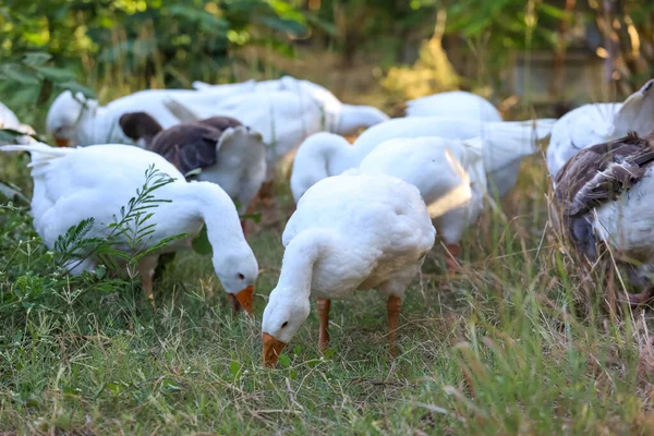 Gruppo Oca Bianca Sta Camminando Giardino — Foto Stock