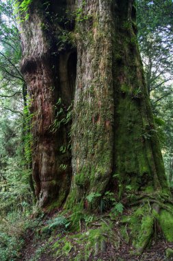 Tayvan Alishan milli park alanında Eski Büyük ağaç.