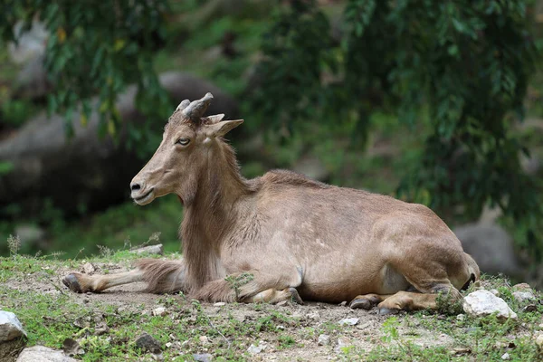 Das Berberschaf Ist Säugetier Und Hügeltier — Stockfoto