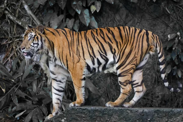 Close Indochinese Tiger Beautiful Animal Dangerous — Foto Stock