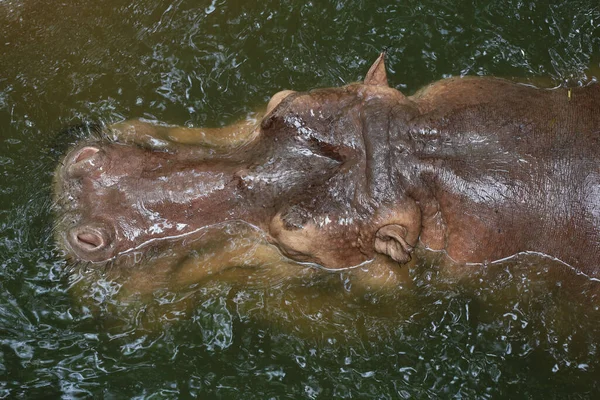 Close Head Big Hippopotamus Float River — Stock Photo, Image