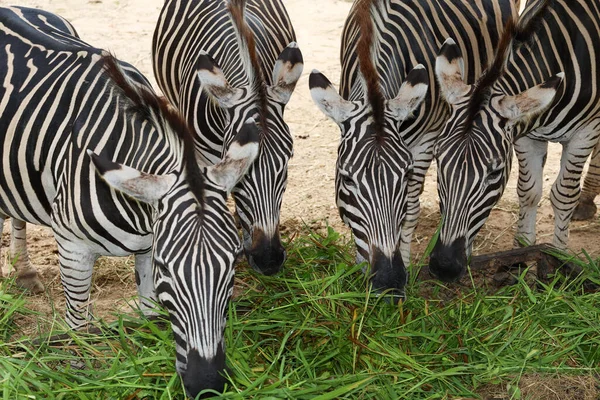 Family Burchell Zebra Eatting Farm — Stock Photo, Image