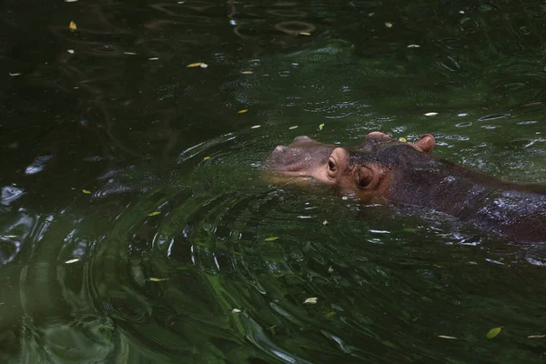 Gran Hipopótamo Está Flotando Río —  Fotos de Stock