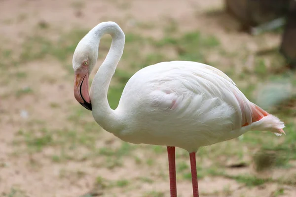 Close Head Flamingo Garden — Fotografia de Stock