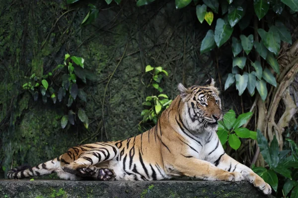 Close Indochinese Tiger Beautiful Animal Dangerous — Stok fotoğraf