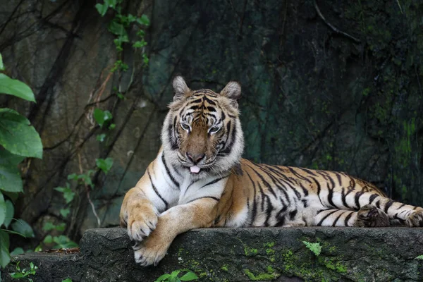 Close Indochinese Tiger Beautiful Animal Dangerous — Fotografia de Stock