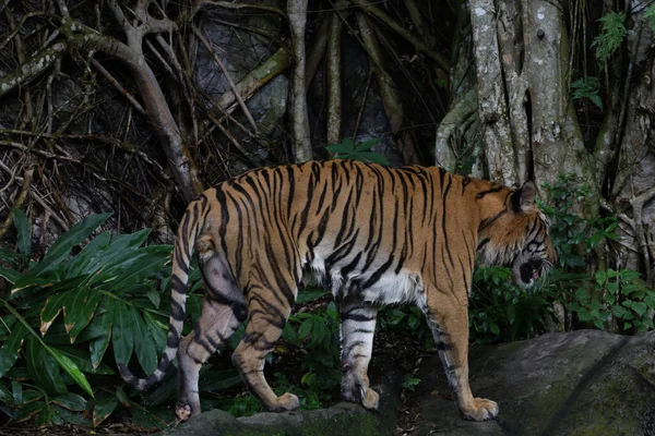 Close Indochinese Tiger Beautiful Animal Dangerous — Foto de Stock