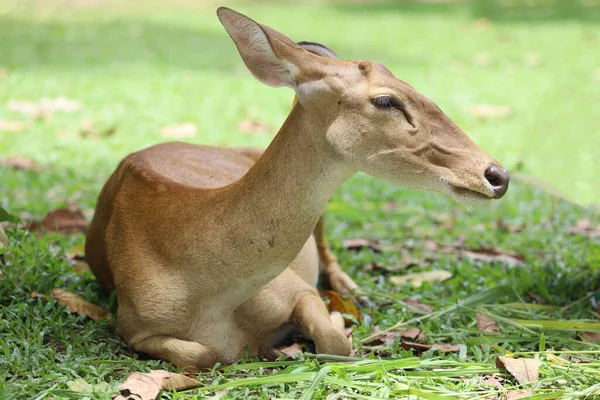 Female Deer Garden Thailand — Stock fotografie