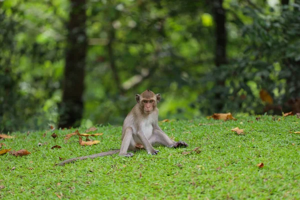 Baby Monkey Sitdown Grass Garden Front Forest — Stockfoto