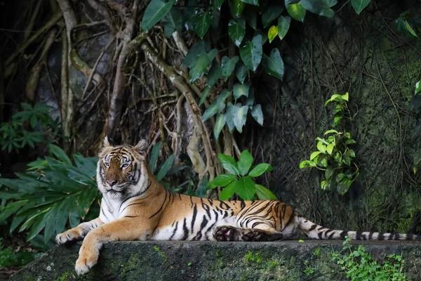 Close Indochinese Tiger Beautiful Animal Dangerous — Foto de Stock