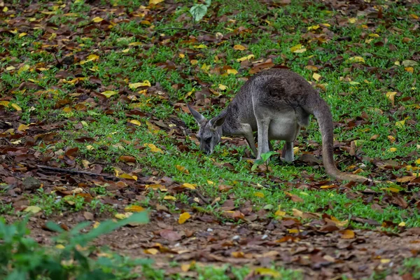 Das Känguru Bleibt Und Frisst Gras Garten — Stockfoto