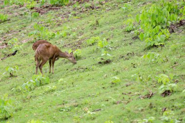 Bahçedeki bebek dişi geyik. 