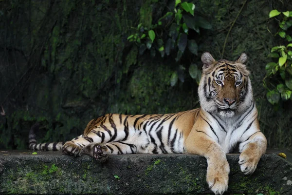 Close Indochinese Tiger Beautiful Animal Dangerous — 图库照片