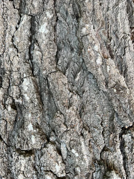 閉じるアップサムネムツリーの肌の質感のための自然木の背景 — ストック写真