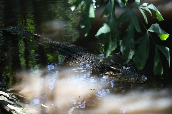 Close Cabeça Crocodilo Mostrar Corpo Rio — Fotografia de Stock