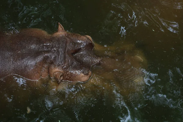 Κοντινό Κεφάλι Μεγάλος Ιπποπόταμος Επιπλέει Στο Ποτάμι — Φωτογραφία Αρχείου
