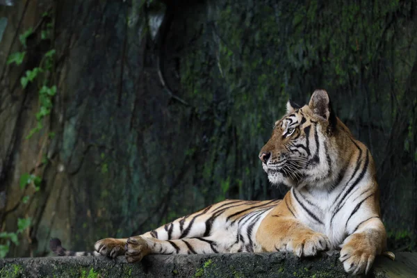 Close Indochinese Tiger Beautiful Animal Dangerous — Stok fotoğraf