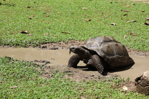 Gaint Turtle Stay Nature Garden — Stockfoto