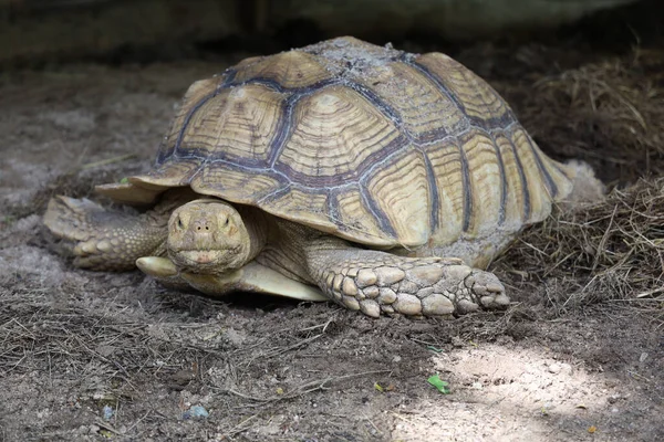 Sulcata Schildkröte Garten Thailand — Stockfoto