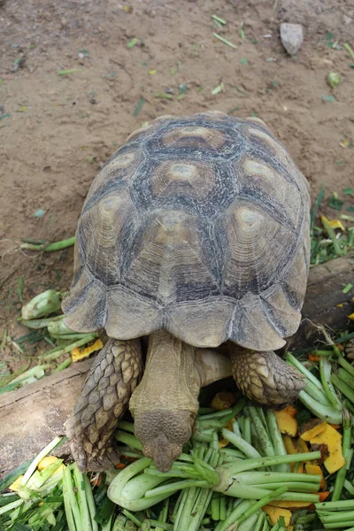 Żółw Sulcata Ogrodzie Tajlandii — Zdjęcie stockowe