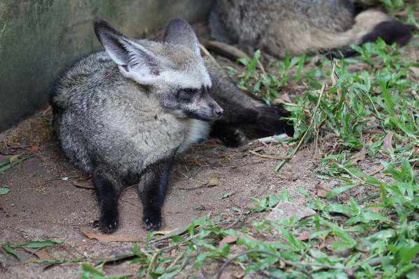 Vicino Faccia Pipistrello Orecchio Volpe — Foto Stock