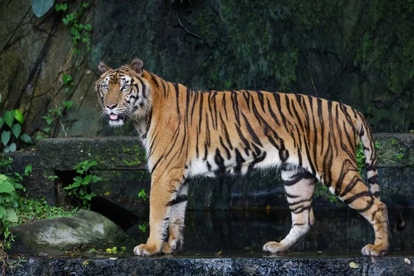 Close Indochinese Tiger Beautiful Animal Dangerous — Foto Stock